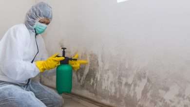 How Raleigh's Mold Remediation Experts Can Improve Indoor Air Quality