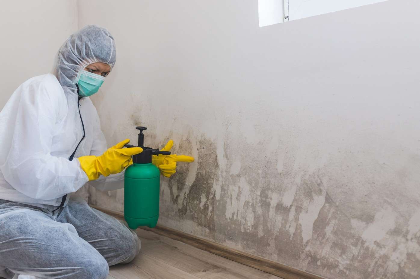 How Raleigh's Mold Remediation Experts Can Improve Indoor Air Quality