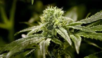 Order Weed Online with Confidence and Enjoy Timely, Secure Shipping