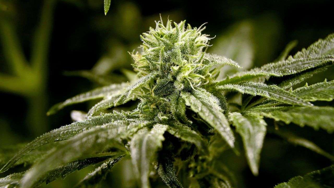 Order Weed Online with Confidence and Enjoy Timely, Secure Shipping