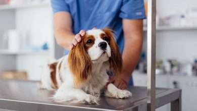 4 Benefits Of Choosing A Local Animal Clinic For Your Pet