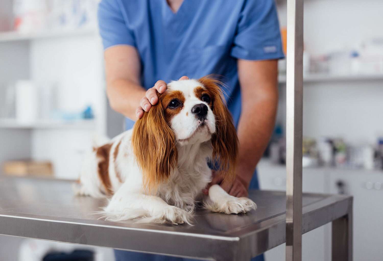 4 Benefits Of Choosing A Local Animal Clinic For Your Pet