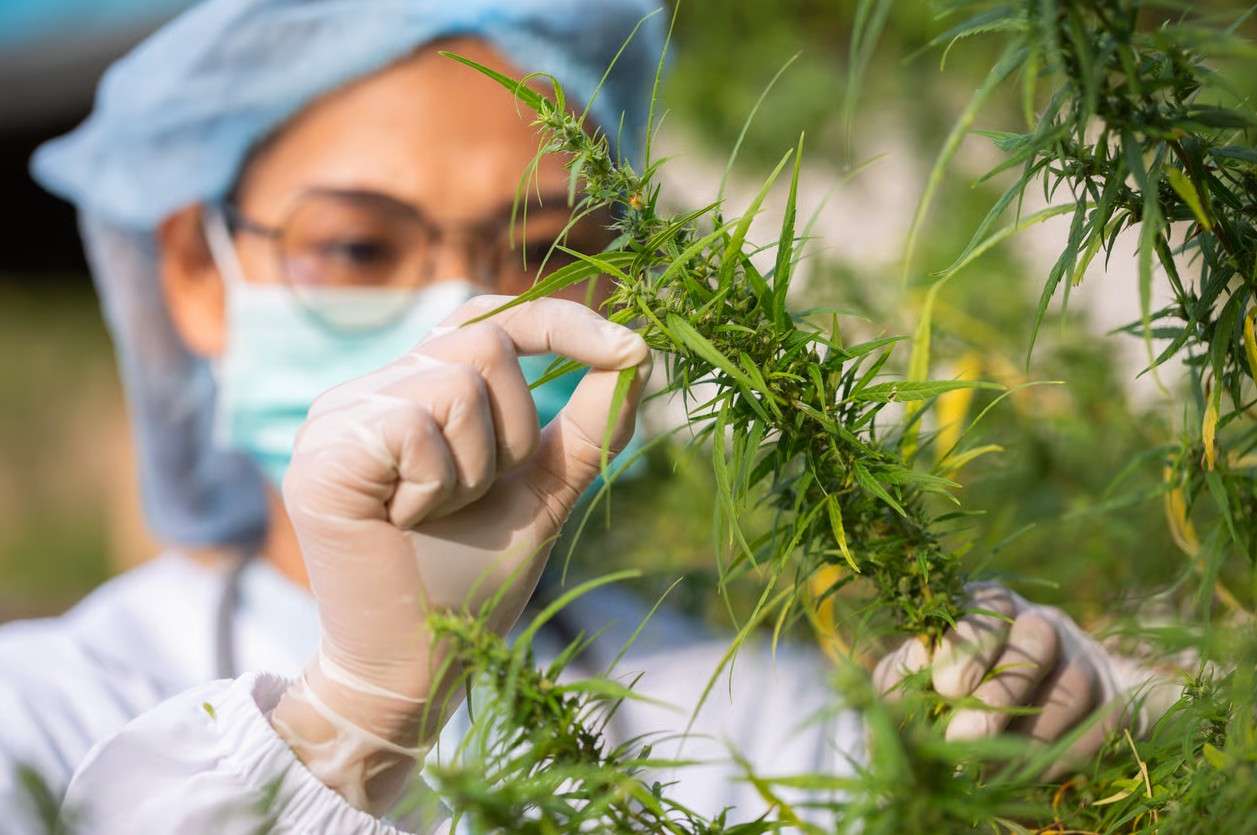 How CPAs Help Dispensaries Manage Payroll And Cash Flow