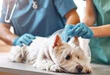 Why Veterinary Hospitals Are Essential For Multi Pet Households