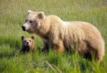 How Tall Is A Brown Bear