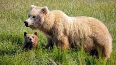 How Tall Is A Brown Bear