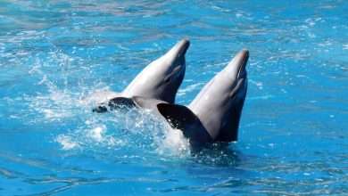 Why a Dolphin Cruise Is the Most Memorable Ocean Adventure