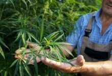 From Soil to Harvest: A Step-by-Step Growing Guide