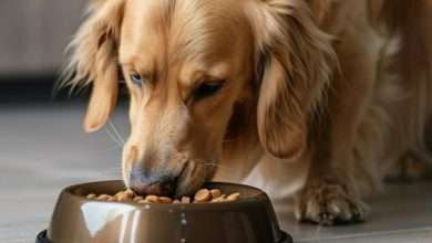 Natural Dog Food Treats and Their Role in Balanced Diets