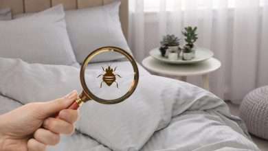 Why do bed bugs hide in unexpected places beyond mattresses and beds?