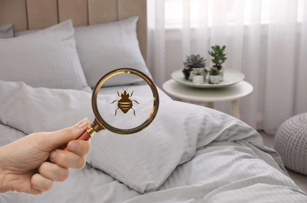 Why do bed bugs hide in unexpected places beyond mattresses and beds?