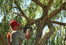 How Tree Pruning Helps Protect Your Property During Storm Season