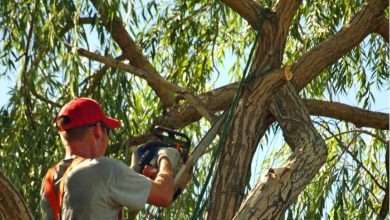 How Tree Pruning Helps Protect Your Property During Storm Season