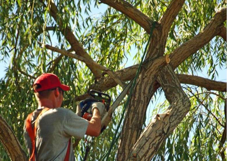 How Tree Pruning Helps Protect Your Property During Storm Season