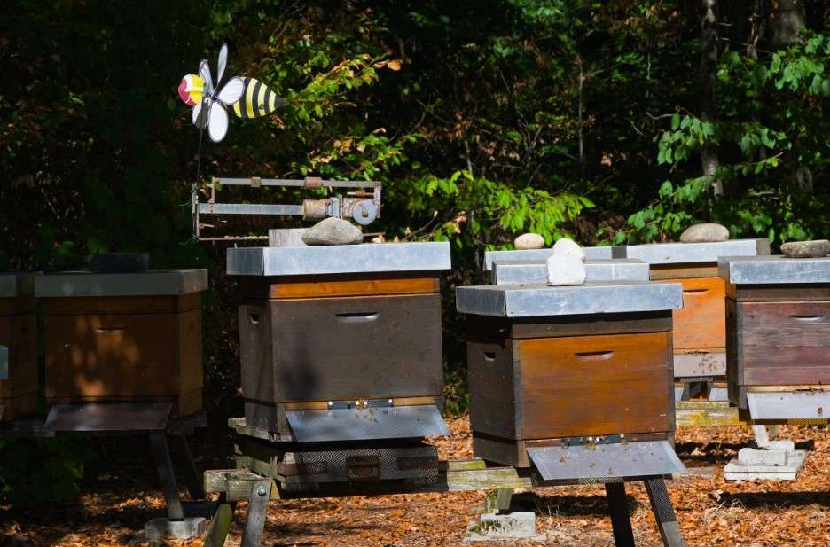 7 Features to Look for in Professional Beekeeping Equipment